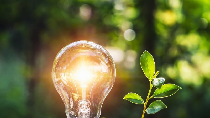 Glühbirne und kleine Pflanze